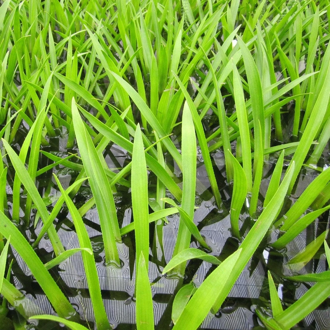 Roots Plants All Pond Plants Best Pond Plants For Any Size Pond | All In One | Oxygenating & Wildlife | Flowers & Structure Roots Plants All Pond Plants Best Pond Plants For Any Size Pond | All In One | Oxygenating & Wildlife | Flowers & Structure