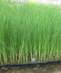 Roots Plants Lesser Bulrush | Typha Angustifolia Rushes