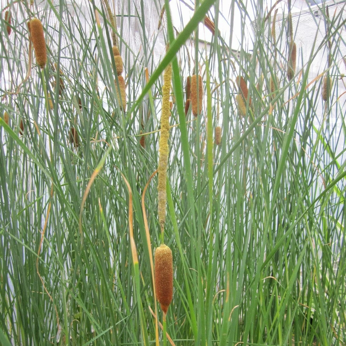 Roots Plants Rushes Medium Bulrush | Typha Gracilis Roots Plants Rushes Medium Bulrush | Typha Gracilis