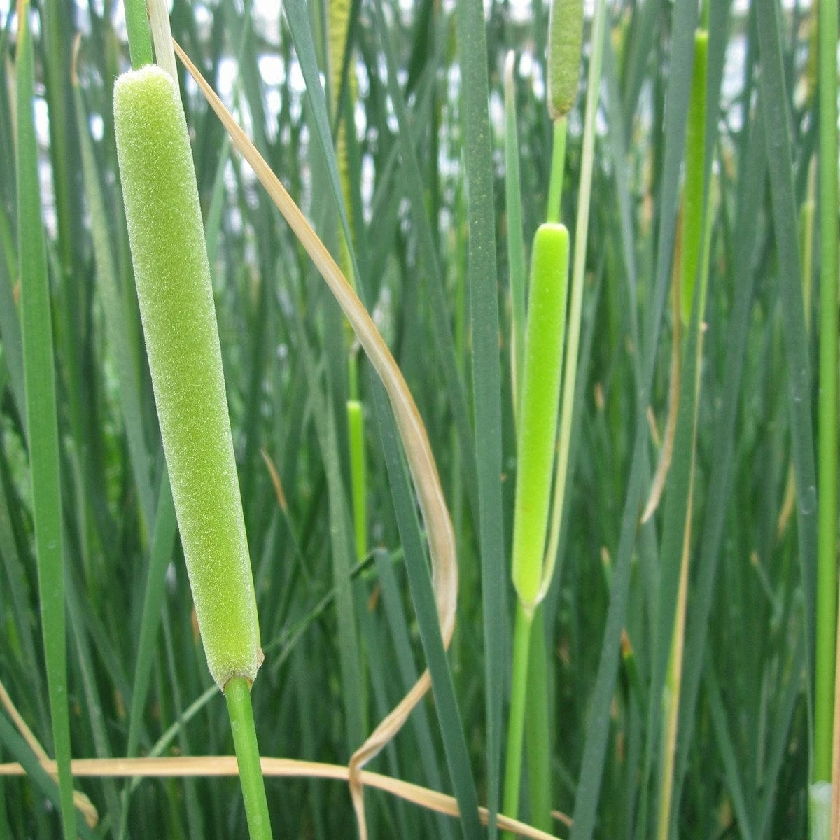 Roots Plants Rushes Medium Bulrush | Typha Gracilis Roots Plants Rushes Medium Bulrush | Typha Gracilis