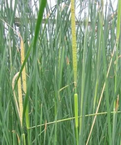 Roots Plants Rushes Medium Bulrush | Typha Gracilis 4 Roots Plants Rushes Medium Bulrush | Typha Gracilis