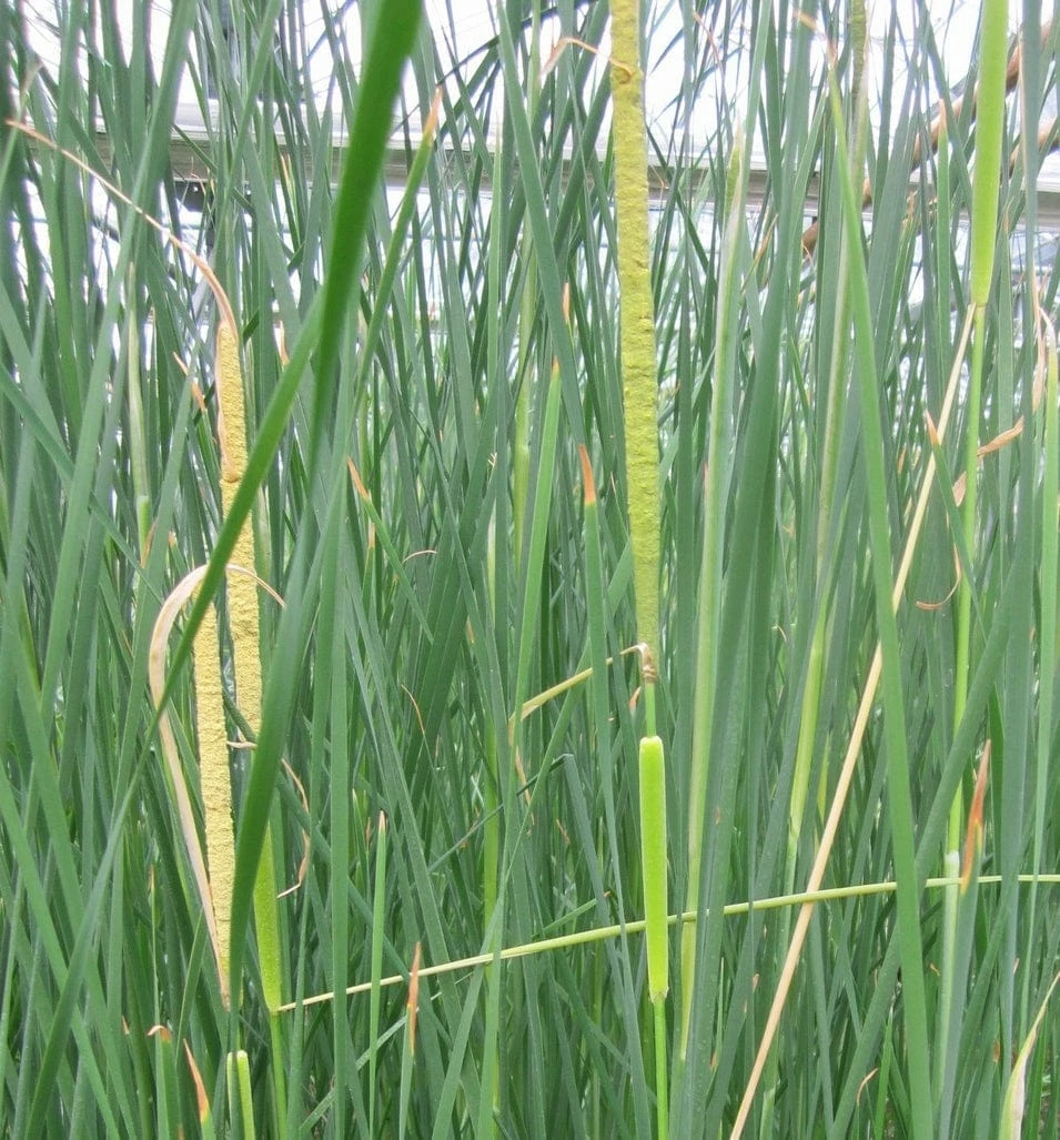 Roots Plants Rushes Medium Bulrush | Typha Gracilis Roots Plants Rushes Medium Bulrush | Typha Gracilis