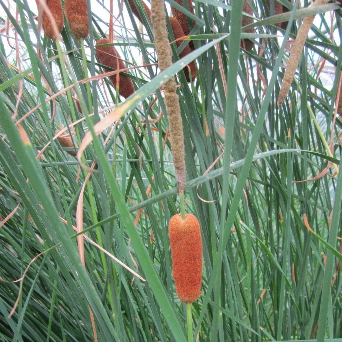 Roots Plants Rushes Medium Bulrush | Typha Gracilis Roots Plants Rushes Medium Bulrush | Typha Gracilis
