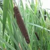 Roots Plants Common Bulrush | Typha Latifolia