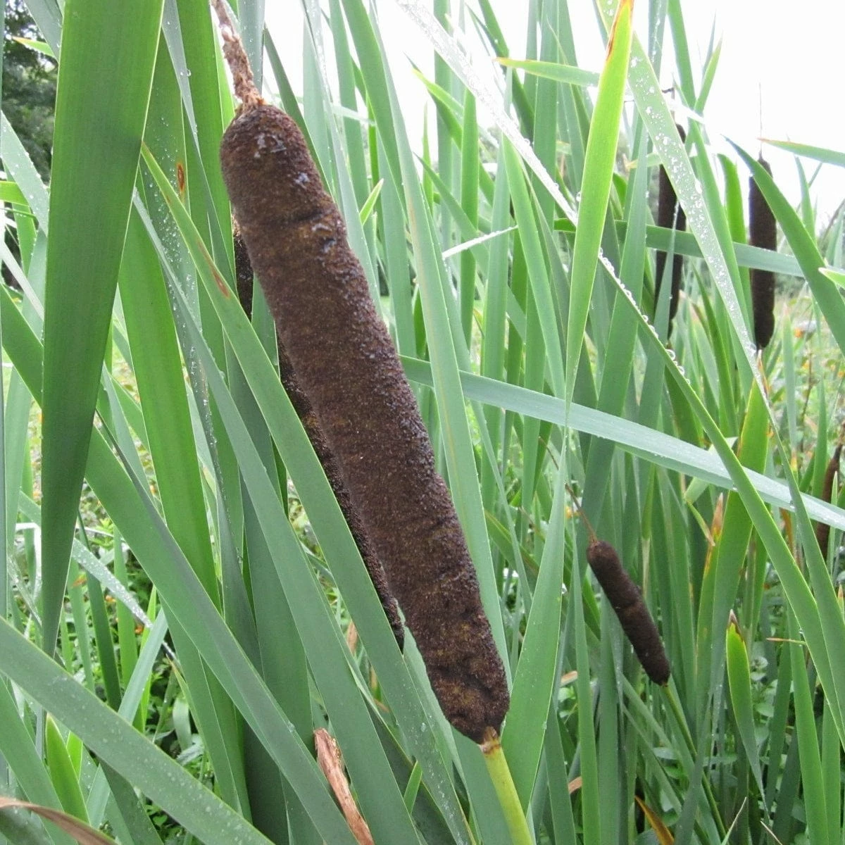 Roots Plants Common Bulrush | Typha Latifolia Roots Plants Common Bulrush | Typha Latifolia
