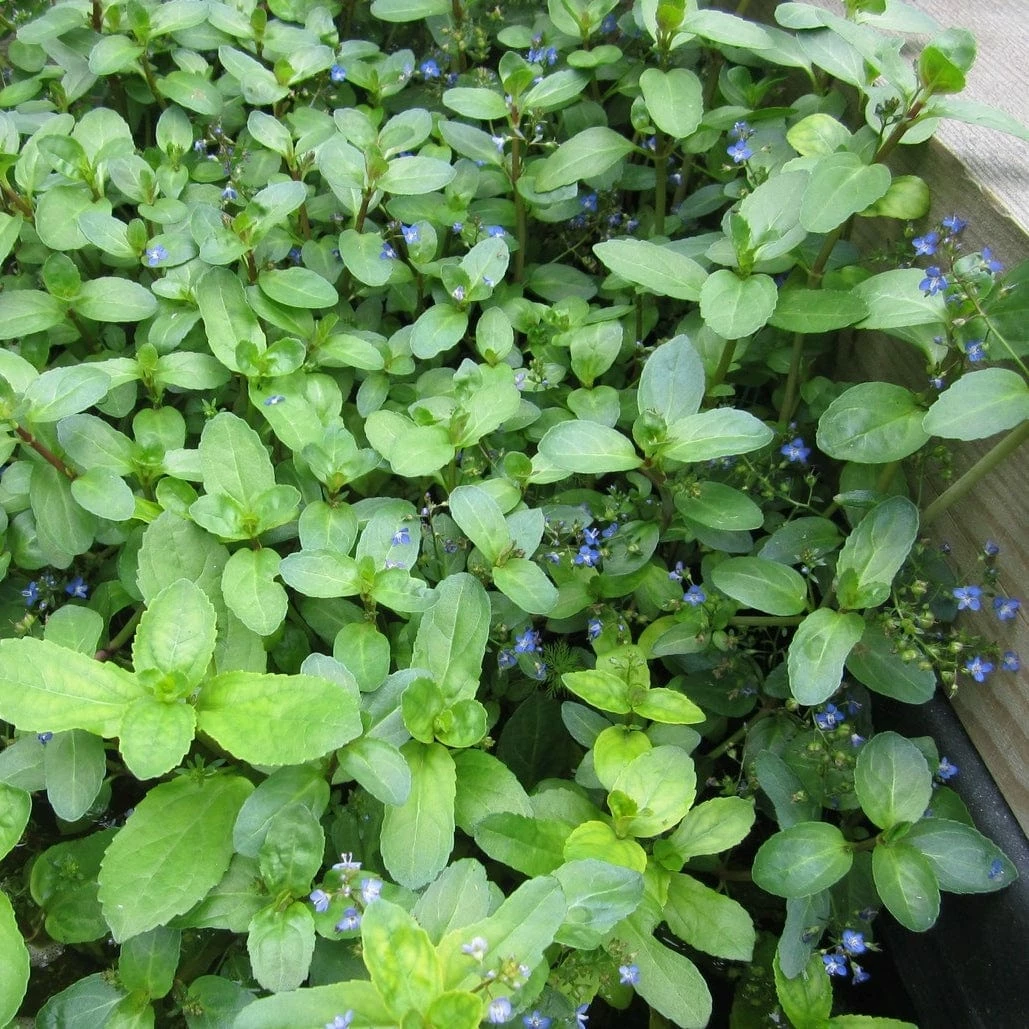 Roots Plants Water Pimpernel | Veronica Beccabunga All Pond Plants Roots Plants Water Pimpernel | Veronica Beccabunga All Pond Plants