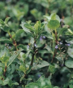 Roots Plants Water Pimpernel | Veronica Beccabunga All Pond Plants 4 Roots Plants Water Pimpernel | Veronica Beccabunga All Pond Plants