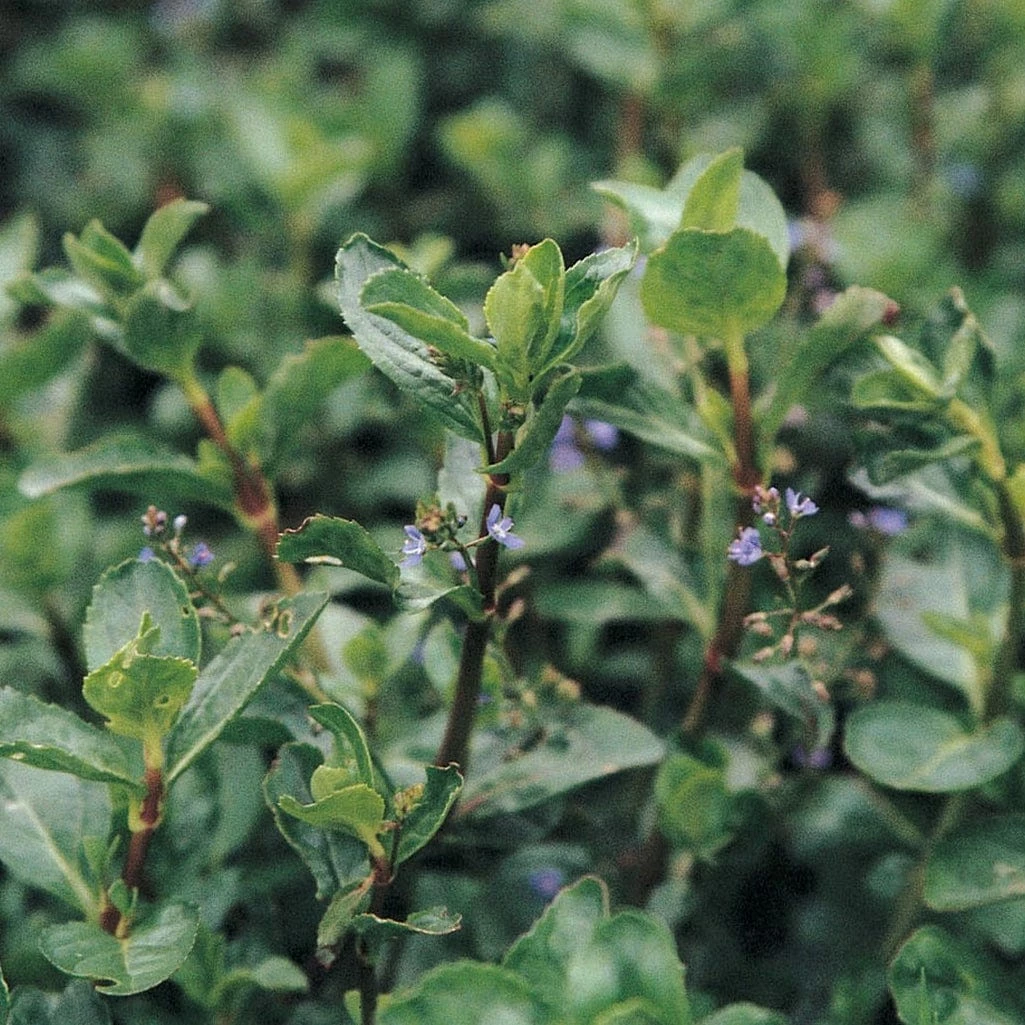 Roots Plants Water Pimpernel | Veronica Beccabunga All Pond Plants Roots Plants Water Pimpernel | Veronica Beccabunga All Pond Plants