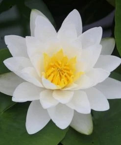 Roots Plants Large White Water Lily | Nymphaea Virginalis