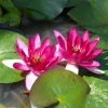 Roots Plants Dwarf Water Lily | Nymphaea Xiafei Trees For Small Gardens