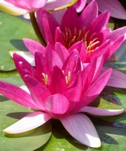 Roots Plants Dwarf Water Lily | Nymphaea Xiafei Trees For Small Gardens
