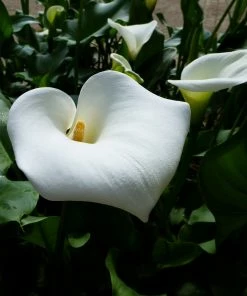 Roots Plants Arum Lily 'Crowborough'