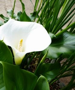 Roots Plants Arum Lily 'Crowborough'
