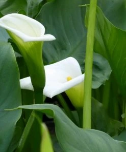 Roots Plants Arum Lily 'Crowborough'