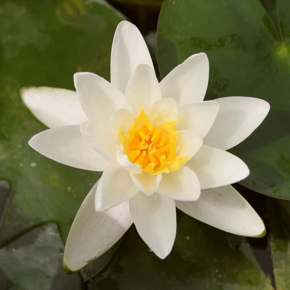 Roots Plants Water Lily | Nymphaea Albatross Roots Plants Water Lily | Nymphaea Albatross