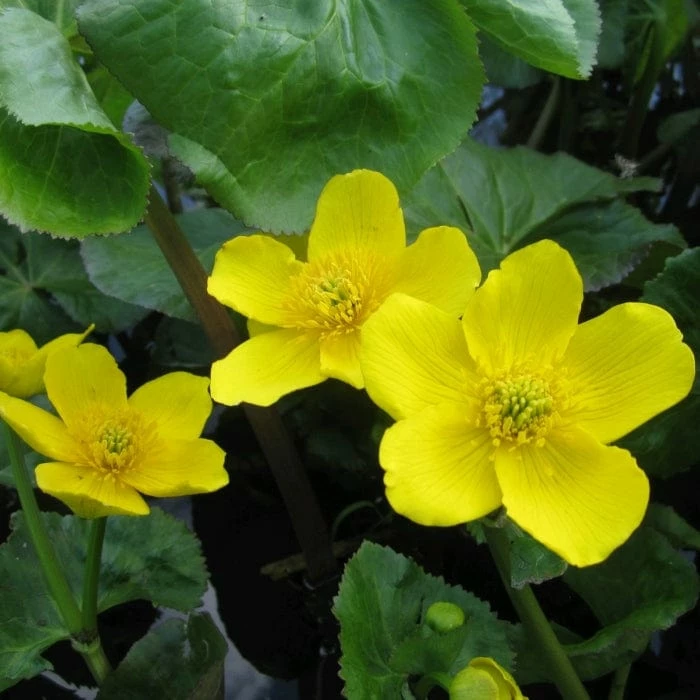 Roots Plants Marsh Marigold | Caltha Palustris Roots Plants Marsh Marigold | Caltha Palustris