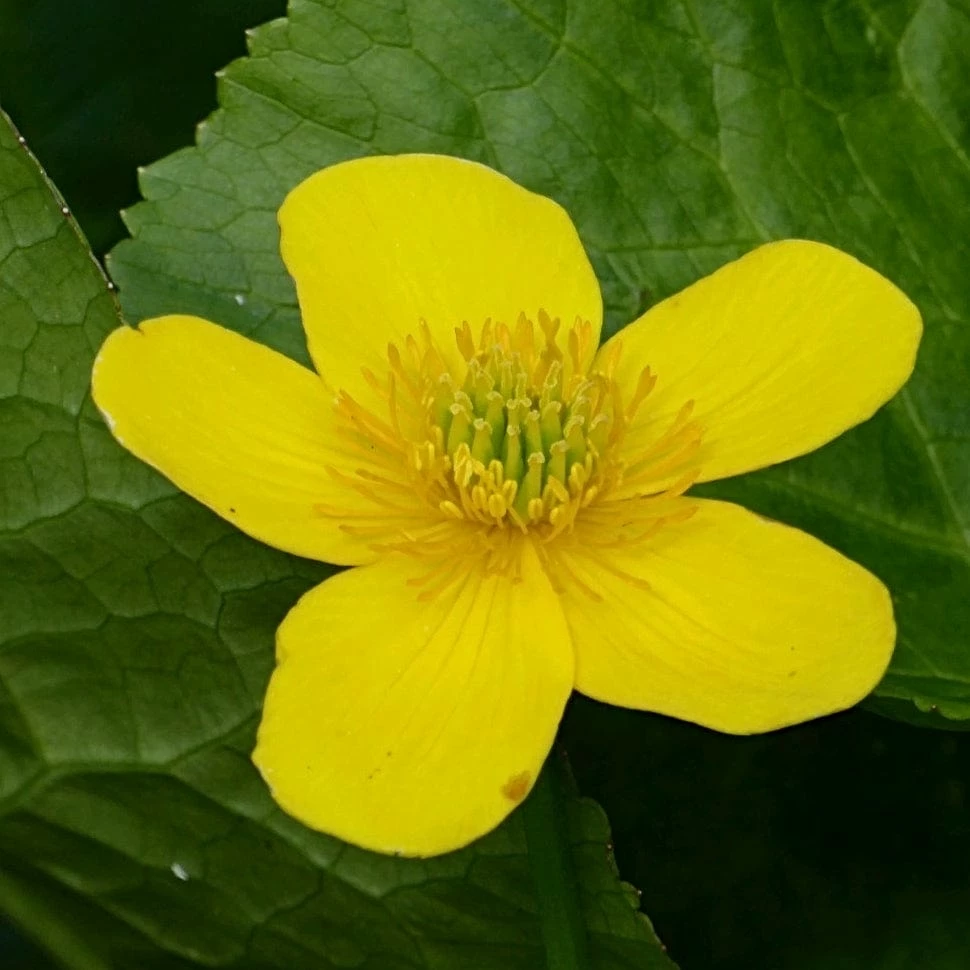 Roots Plants Marsh Marigold | Caltha Palustris Roots Plants Marsh Marigold | Caltha Palustris