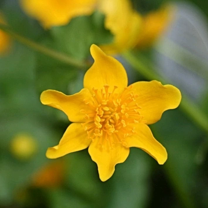 Roots Plants Marsh Marigold | Caltha Palustris Roots Plants Marsh Marigold | Caltha Palustris