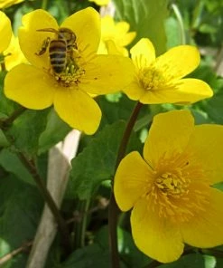 Roots Plants Marsh Marigold | Caltha Palustris 4 Roots Plants Marsh Marigold | Caltha Palustris