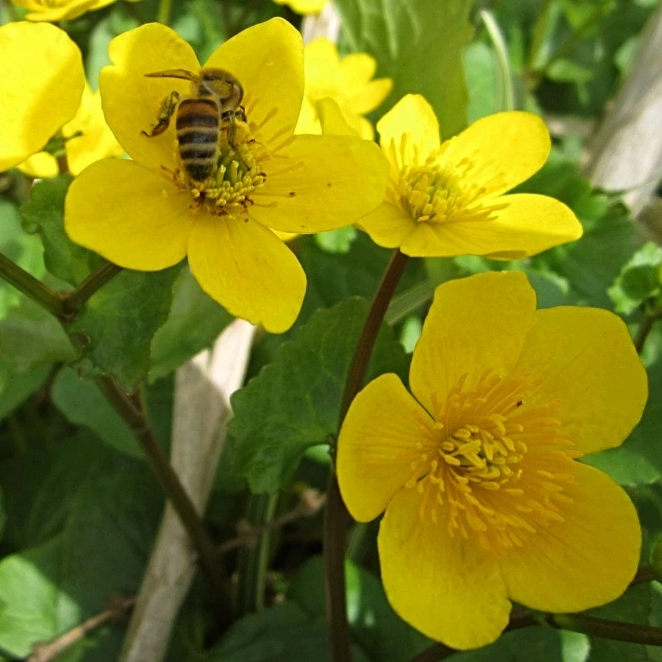 Roots Plants Marsh Marigold | Caltha Palustris Roots Plants Marsh Marigold | Caltha Palustris