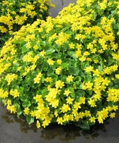 Roots Plants Marsh Marigold | Caltha Palustris 5 Roots Plants Marsh Marigold | Caltha Palustris