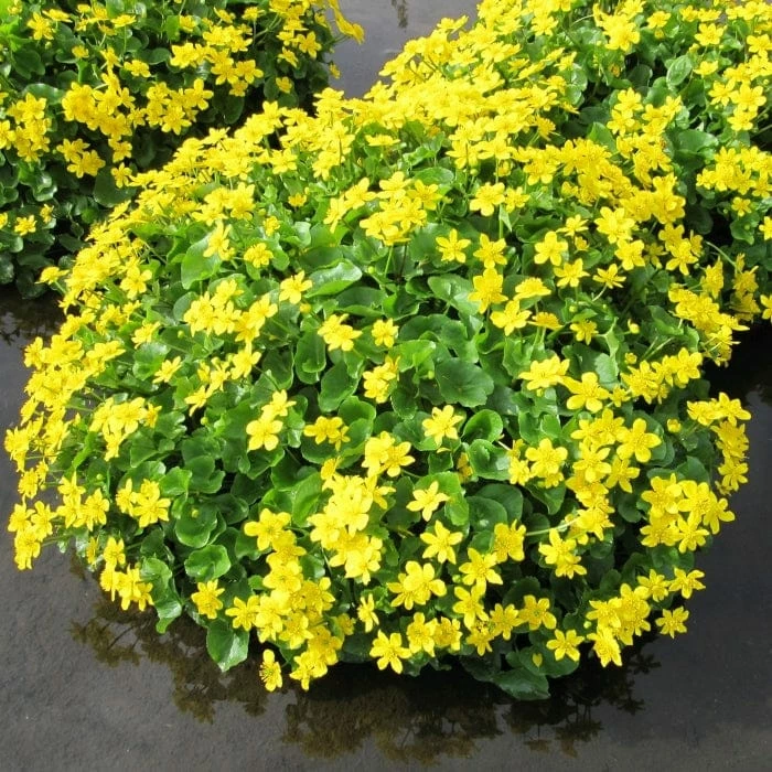 Roots Plants Marsh Marigold | Caltha Palustris Roots Plants Marsh Marigold | Caltha Palustris