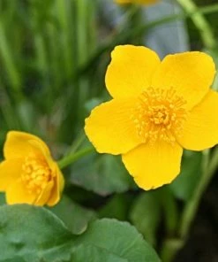 Roots Plants Marsh Marigold | Caltha Palustris 7 Roots Plants Marsh Marigold | Caltha Palustris