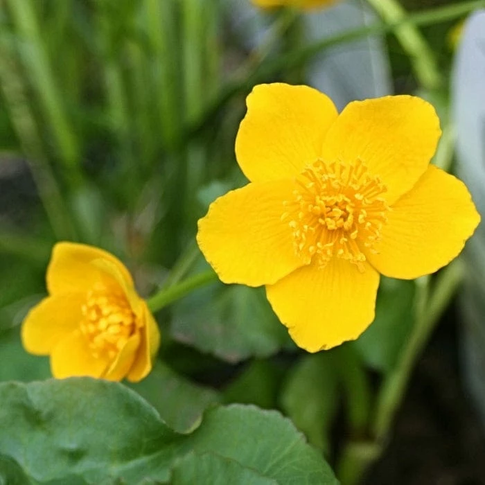 Roots Plants Marsh Marigold | Caltha Palustris Roots Plants Marsh Marigold | Caltha Palustris