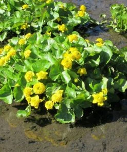 Roots Plants Swamp Marsh Marigold | Caltha Palustris 'Plena'