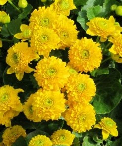 Roots Plants Swamp Marsh Marigold | Caltha Palustris 'Plena'