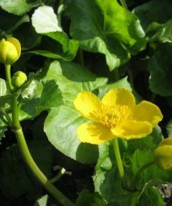 Roots Plants Giant Marsh Marigold | Caltha Palustris Polypetala 4 Roots Plants Giant Marsh Marigold | Caltha Palustris Polypetala