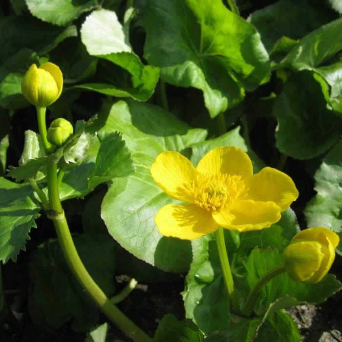 Roots Plants Giant Marsh Marigold | Caltha Palustris Polypetala Roots Plants Giant Marsh Marigold | Caltha Palustris Polypetala