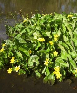 Roots Plants Giant Marsh Marigold | Caltha Palustris Polypetala 5 Roots Plants Giant Marsh Marigold | Caltha Palustris Polypetala