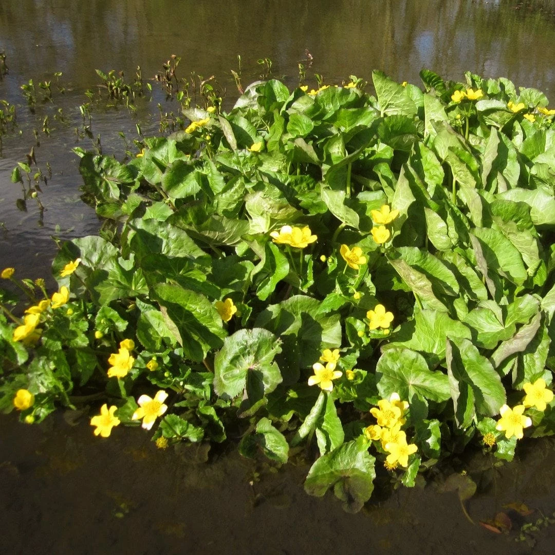 Roots Plants Giant Marsh Marigold | Caltha Palustris Polypetala Roots Plants Giant Marsh Marigold | Caltha Palustris Polypetala