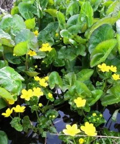 Roots Plants Giant Marsh Marigold | Caltha Palustris Polypetala 6 Roots Plants Giant Marsh Marigold | Caltha Palustris Polypetala