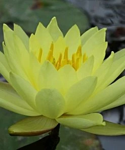 Roots Plants Water Lily | Nymphaea Lemon Mist