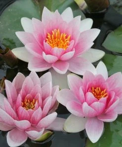 Roots Plants Water Lily | Nymphaea Mrs Richmond