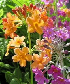 Roots Plants All Pond Plants Bulley's Primrose | Primula Bulleyana