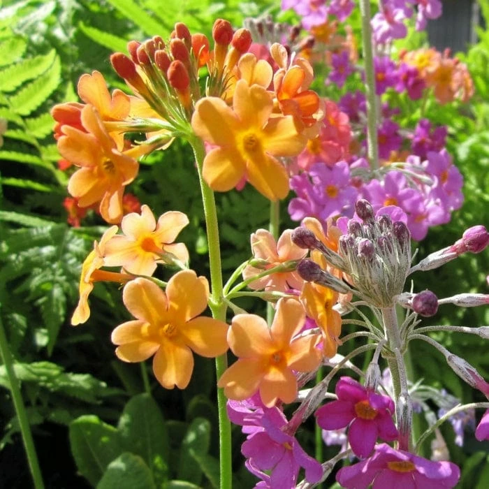 Roots Plants All Pond Plants Bulley's Primrose | Primula Bulleyana Roots Plants All Pond Plants Bulley's Primrose | Primula Bulleyana