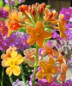 Roots Plants All Pond Plants Bulley's Primrose | Primula Bulleyana 4 Roots Plants All Pond Plants Bulley's Primrose | Primula Bulleyana