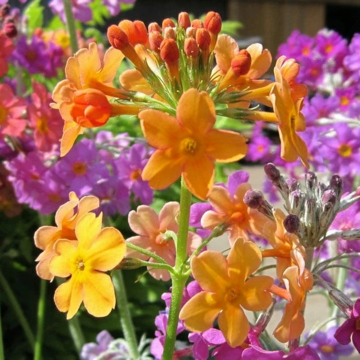 Roots Plants All Pond Plants Bulley's Primrose | Primula Bulleyana Roots Plants All Pond Plants Bulley's Primrose | Primula Bulleyana