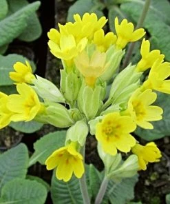 Roots Plants All Pond Plants Cowslip | Primula Veris
