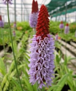 Roots Plants Orchid Primrose | Primula Vialii All Pond Plants