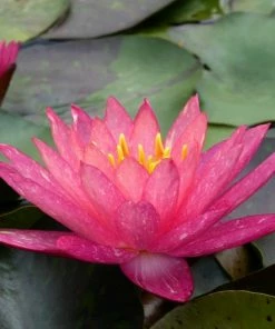 Roots Plants Variegated Water Lily | Nymphaea Wanvisa