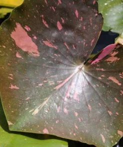 Roots Plants Water Lily 'Arc-en-Ciel' | Nymphaea | 3L Pot