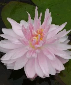 Roots Plants Water Lily 'Gloire Du Temple Sur Lot' | Nymphaea | 3L Pot