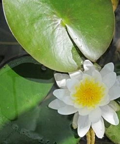 Roots Plants Water Lily | Nymphaea Marliacea 'Albida' | 3L Pot