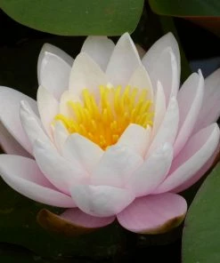 Roots Plants Large Water Lily | Nymphaea Marliacea 'Rosea' | 3L Pot