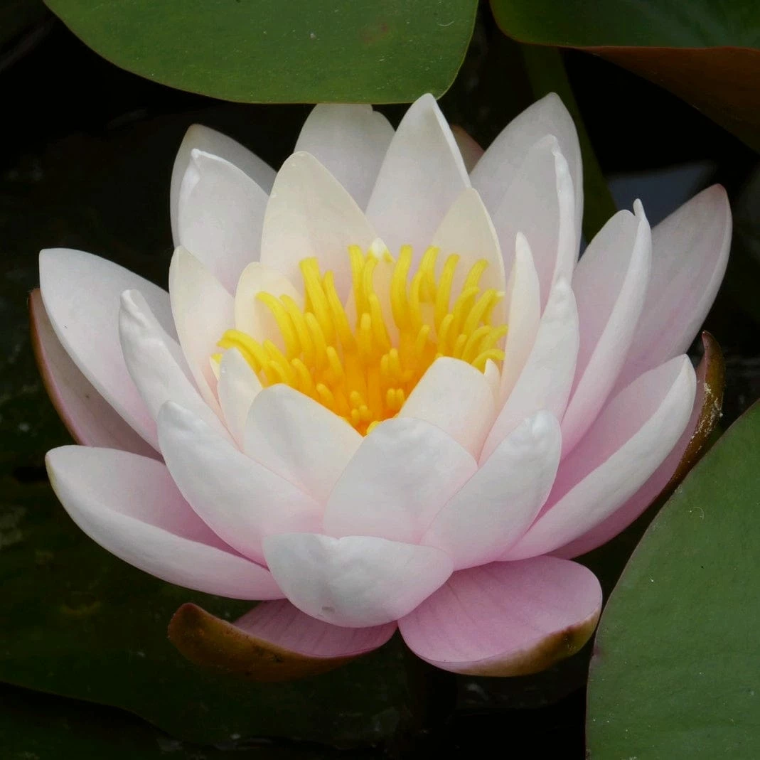 Roots Plants Large Water Lily | Nymphaea Marliacea 'Rosea' | 3L Pot Roots Plants Large Water Lily | Nymphaea Marliacea 'Rosea' | 3L Pot