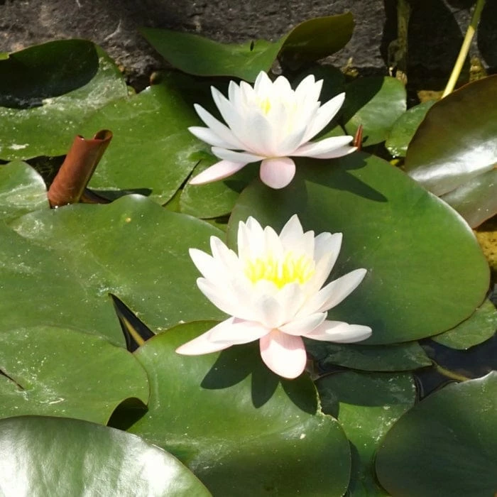 Roots Plants Large Water Lily | Nymphaea Marliacea 'Rosea' | 3L Pot Roots Plants Large Water Lily | Nymphaea Marliacea 'Rosea' | 3L Pot